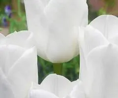 Тюльпан Триумф Royal Virgin 10/11, Луковицы и клубни, 30 шт.