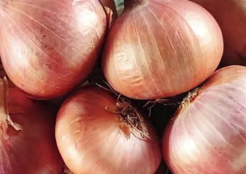 Onion sets Rosanna 8/16 10 kg, Seeds, 10 pcs.