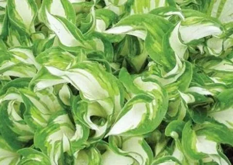 Хоста Kiwi Spearmint 1 уп (1 шт.), Кореневища многолетников, 5 шт.