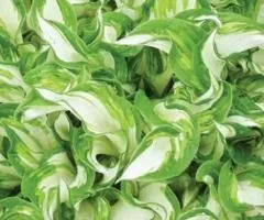 Хоста Kiwi Spearmint 1 уп (1 шт.), Кореневища многолетников, 5 шт.