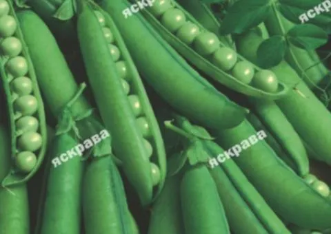 Vegetable pea Six-week 50 g, Vegetable seeds, 10 pcs.
