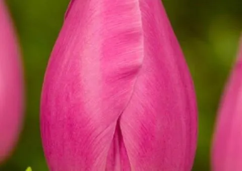 Тюльпан триумф Jumbo Pink (TT) 12+, луковицы, 500 шт.