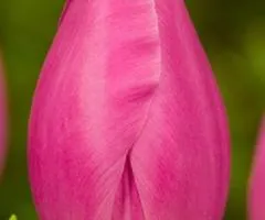 Тюльпан триумф Jumbo Pink (TT) 12+, луковицы, 500 шт.