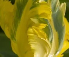 Тюльпан папуговий Jan van Nes Parrot 11/12, Бульби та цибулини, 30 шт.