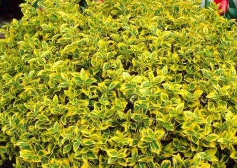 Бруслина Форчуна Emerald Gold (контейнер 0.5 л), Саженцы растений, 10 шт.