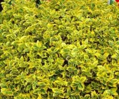 Бруслина Форчуна Emerald Gold (контейнер 0.5 л), Саженцы растений, 10 шт.