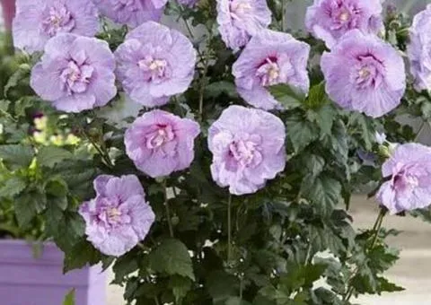 Гибискус махровый Lavender Chiffon (контейнер 0.5 л), Саженцы растений, 10 шт.