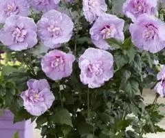 Гибискус махровый Lavender Chiffon (контейнер 0.5 л), Саженцы растений, 10 шт.