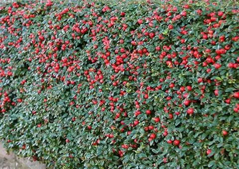 Кизильник лежачий Queen of Carpets (контейнер 0.5 л), Саженцы растений, 10 шт.