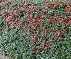 Кизильник лежачий Queen of Carpets (контейнер 0.5 л), Саженцы растений, 10 шт.