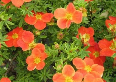 Перстач Orange Star (контейнер 0.5 л), Саженцы растений, 10 шт.