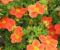 Перстач Orange Star (контейнер 0.5 л), Саженцы растений, 10 шт.