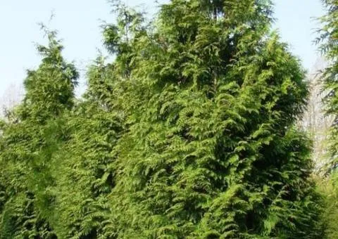 Туя Excelsa (контейнер 0.5 л), Хвойные растения, 10 шт.