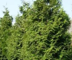 Туя Excelsa (контейнер 0.5 л), Хвойные растения, 10 шт.