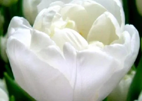 Тюльпан махровый White Heart (DLT) 12/+, Луковицы, 500 шт.