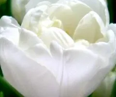 Тюльпан махровый White Heart (DLT) 12/+, Луковицы, 500 шт.