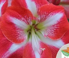 Гипеаструм простой Monte Carlo 24/26 + КОРОБОЧКА, Луковицы, 2 шт.
