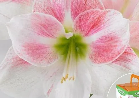 Гипеаструм простой Rosy Star 24/26 + КОРОБОЧКА, Луковицы, 2 шт.
