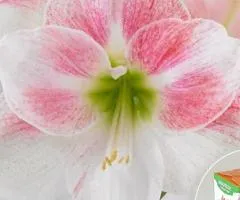 Гипеаструм простой Rosy Star 24/26 + КОРОБОЧКА, Луковицы, 2 шт.