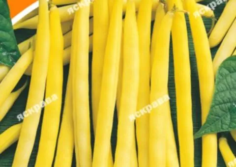 Pole bean Sonesta 10 g, Vegetable seeds, 10 pcs