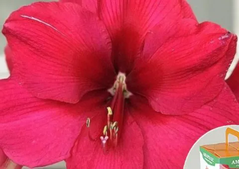 Гипеаструм простой Pink Surprise 24/26 + КОРОБОЧКА, Луковицы и клубни, 2 шт.