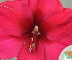Гипеаструм простой Pink Surprise 24/26 + КОРОБОЧКА, Луковицы и клубни, 2 шт.