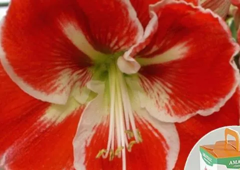 Гиппеаструм простой Samba 24/26 + КОРОБОЧКА, Луковицы и клубни, 2 шт.