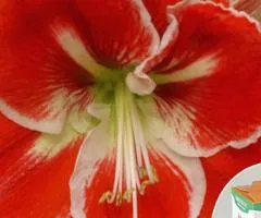 Гиппеаструм простой Samba 24/26 + КОРОБОЧКА, Луковицы и клубни, 2 шт.