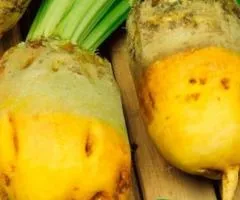 Буряк кормовий Екендорфський жовтий 0.5 кг, Насіння, 25 шт.