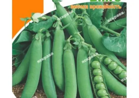 Sugar pea Bingo 20 g, Vegetable seeds, 10 pcs.