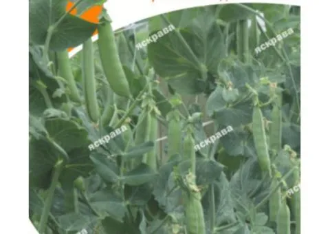 Sugar pea Telefon 30 g, Vegetable seeds, 10 pcs