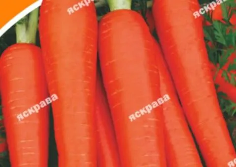 Carrot Caramelka 20 g, Vegetable Seeds, 10 pcs