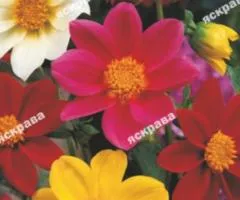 Жоржини Веселі Хлоп'ята суміш 2 г, Насіння квітів, 10 шт.
