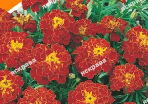 Чорнобривці низькі Болеро 5 г, Насіння квітів, 10 шт.