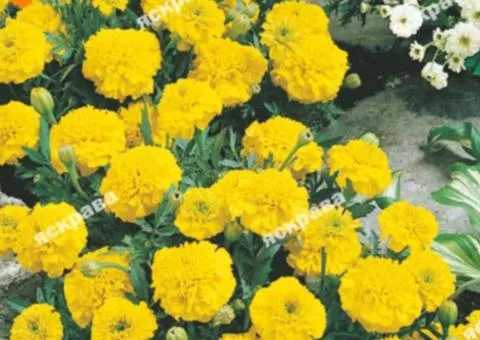 Чорнобривці низькі Медовий Місяць 5 г, Насіння квітів, 10 шт.