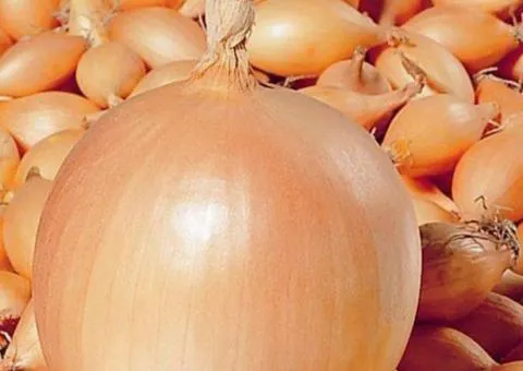 Onion sets Corrado 8/16 10 kg, Seeds, 10 pcs.