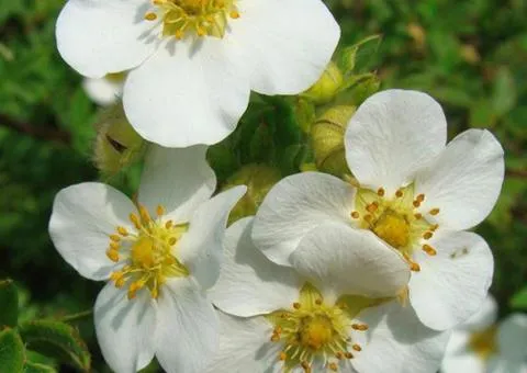 Перстач McKay's White (контейнер 0.5 л), Саженцы растений, 10 шт.