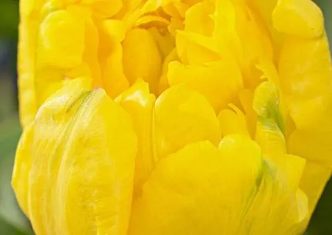 Тюльпан махровый Yellow Baby 10/11, клубни и луковицы, 30 шт.