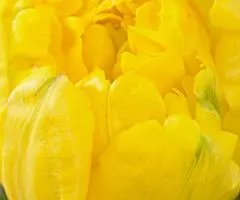 Тюльпан махровый Yellow Baby 10/11, клубни и луковицы, 30 шт.