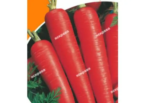 Carrot 'Dytyacha Solodka' 2 g, Vegetable seeds, 20 pcs