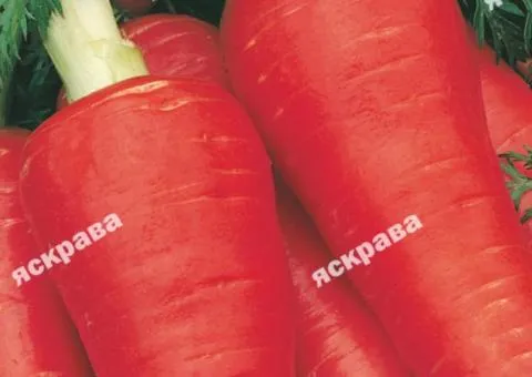 Carrot Karotel 2 g, Vegetable Seeds, 20 pcs