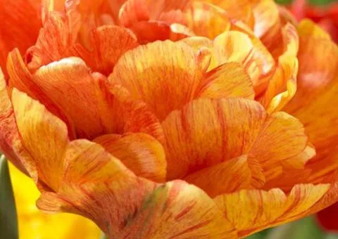 Тюльпан махровый Sunlover 10/11, луковицы, 30 шт.