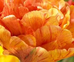 Тюльпан махровый Sunlover 10/11, луковицы, 30 шт.