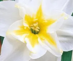 Нарцис Split corona Lemon Beauty 10/12 (каперс), Бульби та цибулини, 3 шт.