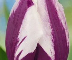 Тюльпан Триумф Rem's Favourite 10/11, Луковицы и клубнелуковицы, 30 шт.