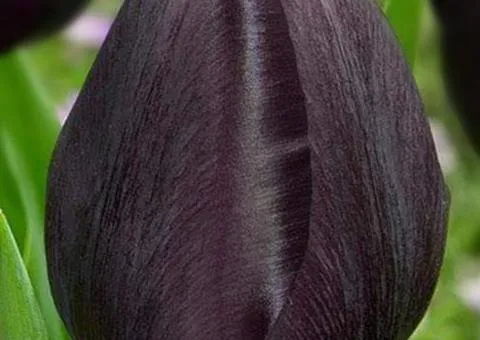 Тюльпан Триумф Black Bean 10/11, Луковицы и клубни, 30 шт.