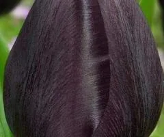 Тюльпан Триумф Black Bean 10/11, Луковицы и клубни, 30 шт.