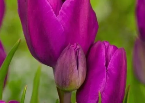 Тюльпан Многоцветковый Purple Bouquet 11/12, Луковицы и клубни, 20 шт.