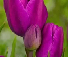 Тюльпан Многоцветковый Purple Bouquet 11/12, Луковицы и клубни, 20 шт.