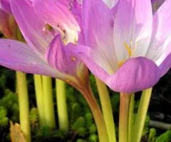 Колхикум Lilac Bedder 18/20, Луковицы и клубни, 5 шт.